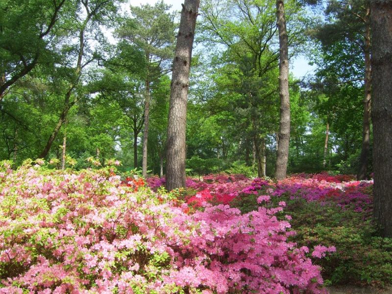 Blütenmeer im Bremer Rhododendronpark 