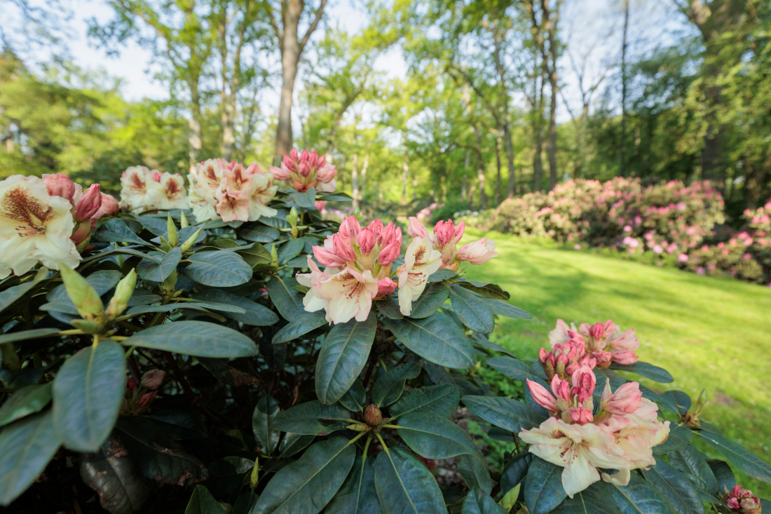 Blüte im Rhododendronpark