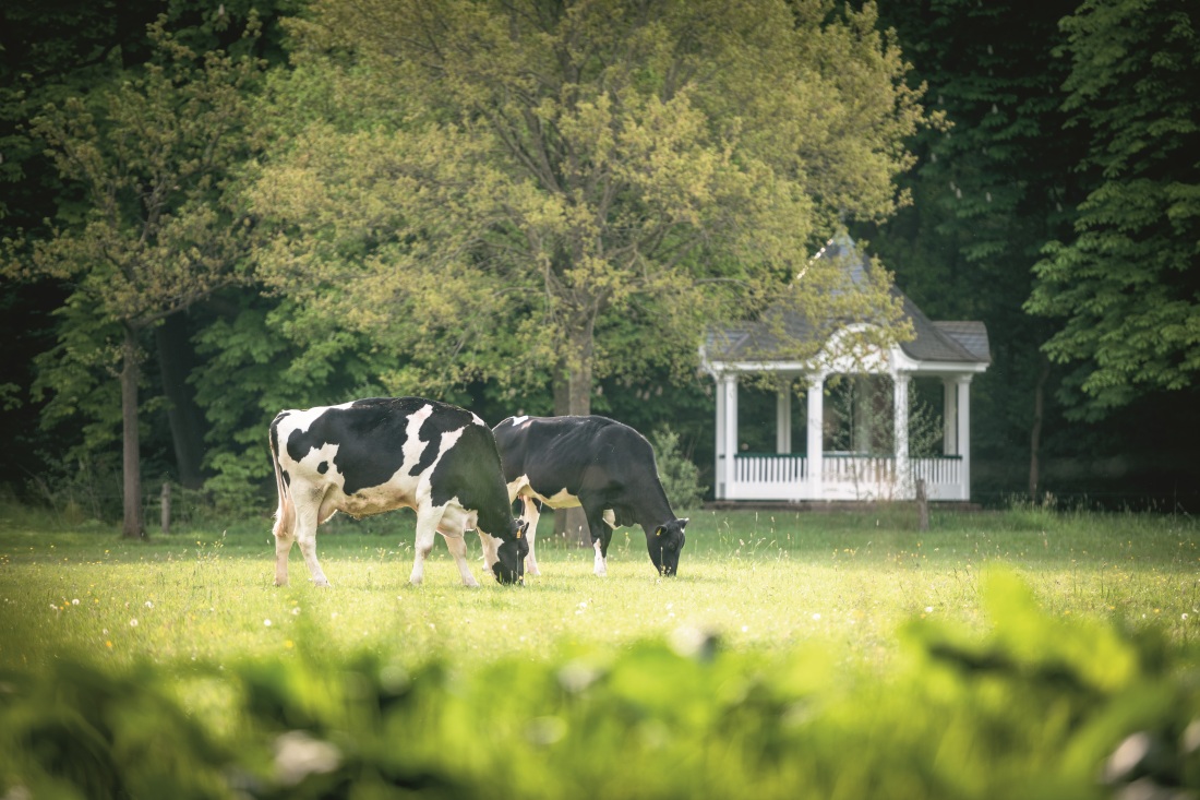 Cows in the Bürgerpark