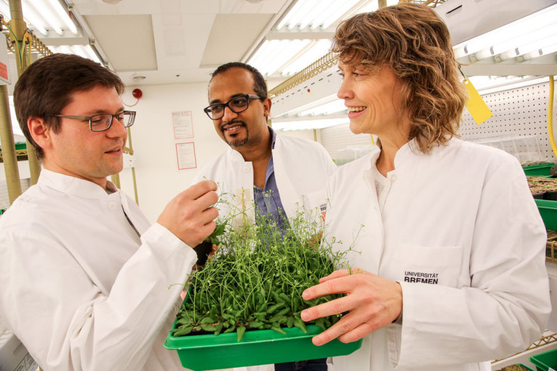 Die Bremer Wissenschaftler (v. l.) Thomas Nakel, Dr. Dawit Tekleyohans und Prof. Dr. Rita Groß-Hardt haben ein neues Verfahren zur Pflanzenvermehrung zur Patentierung eingereicht. 