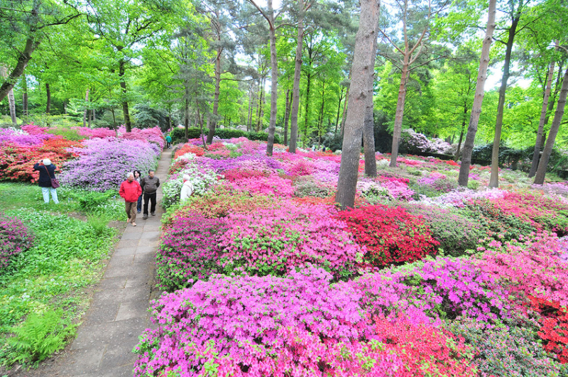 The Azalea Garden in the "Old Park" is in full bloom