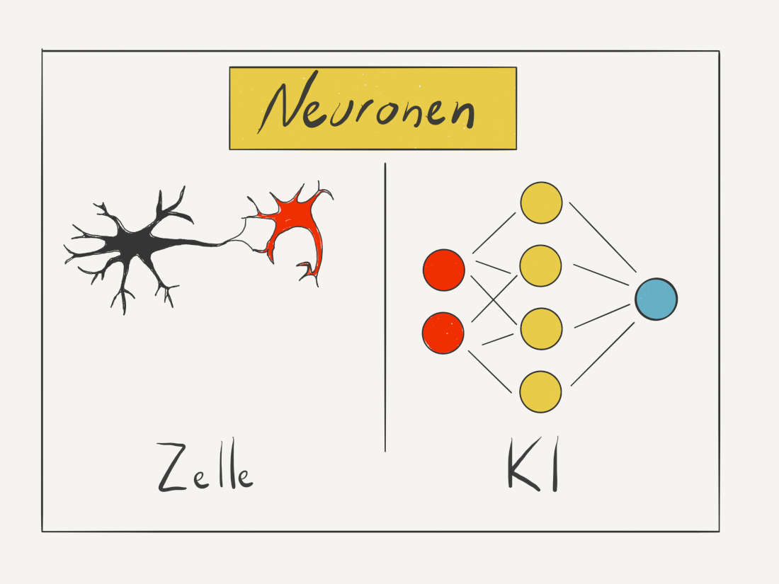 Wie die Nervenzelle verarbeitet auch ein künstliches Neuron Signale und gibt einen Output weiter