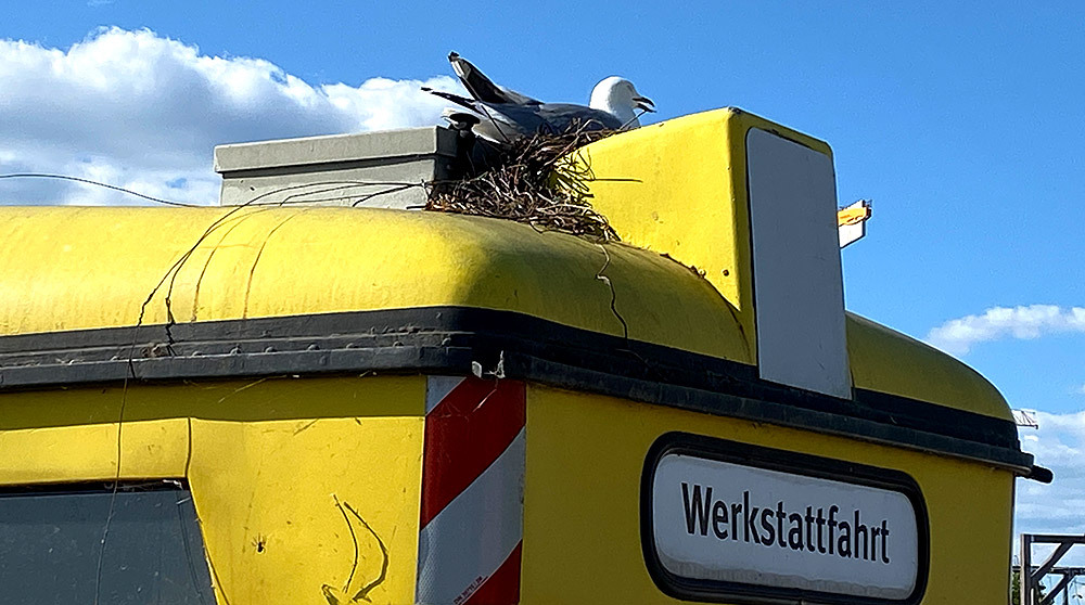 Möwe nistet auf dem Dach der Straßenbahn